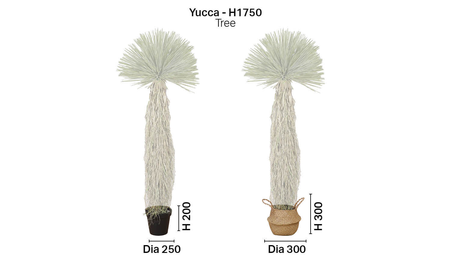 Tree - Yucca H1750